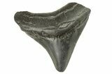 Juvenile Megalodon Tooth - South Carolina #258629-1